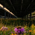 Beneath Solar Panels