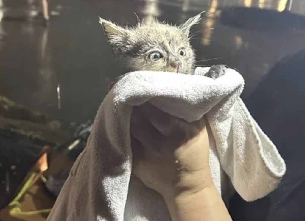 A kitten being dried off after being rescued from a storm drain.