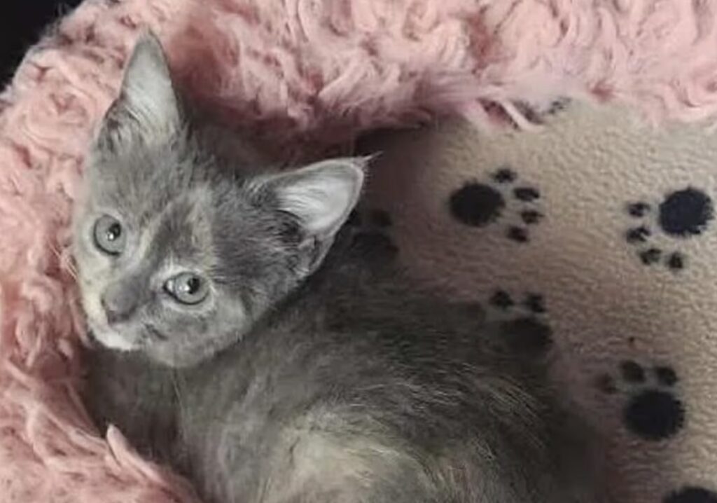 Christal the kitten relaxes after being rescued from a storm drain this week in Jeffersontown, Ky.