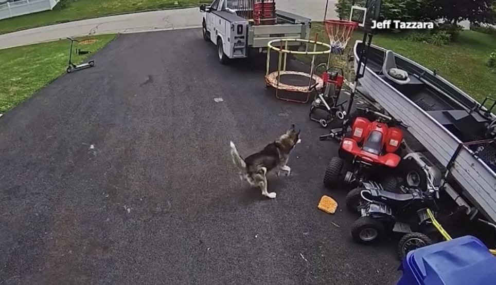 A husky is honored for saving a boy from a wild bear running across the driveway of a Connecticut home.
