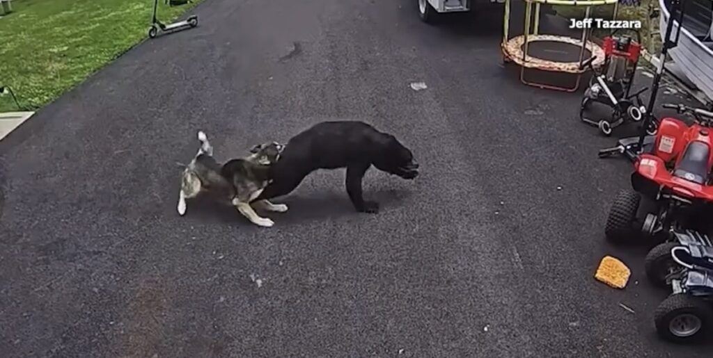 A husky is honored for saving a boy from a wild bear running across the driveway of a Connecticut home.