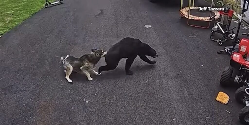 A husky saves a boy from a wild bear running across the driveway of a Connecticut home.
