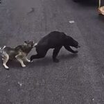 A husky saves a boy from a wild bear running across the driveway of a Connecticut home.