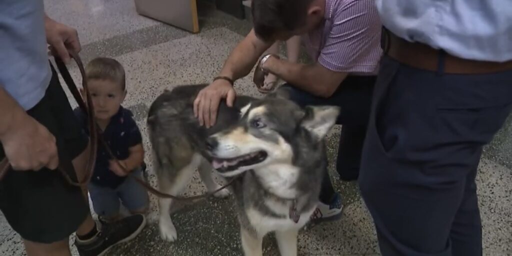 A husky is honored for saving a boy from a wild bear running across the driveway of a Connecticut home.