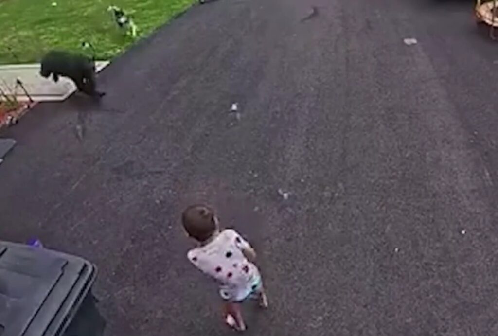A husky saves a boy by chasing away a bear on the driveway of a Connecticut home.
