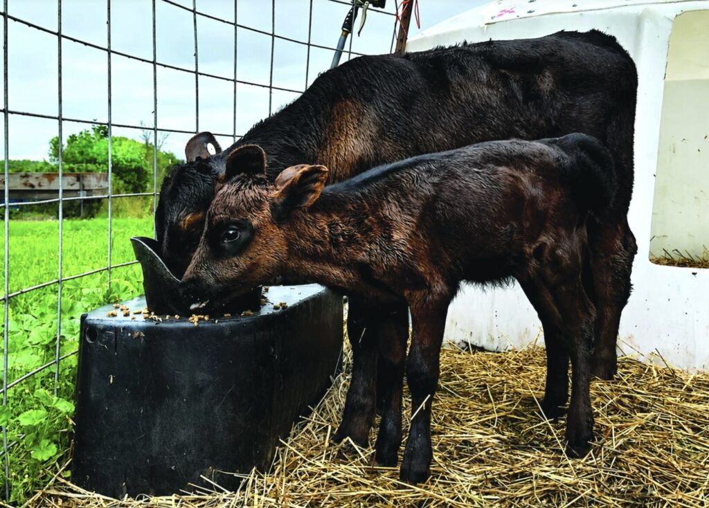 Miracle Calf Against All Odds