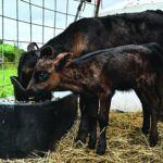 Miracle Calf Against All Odds