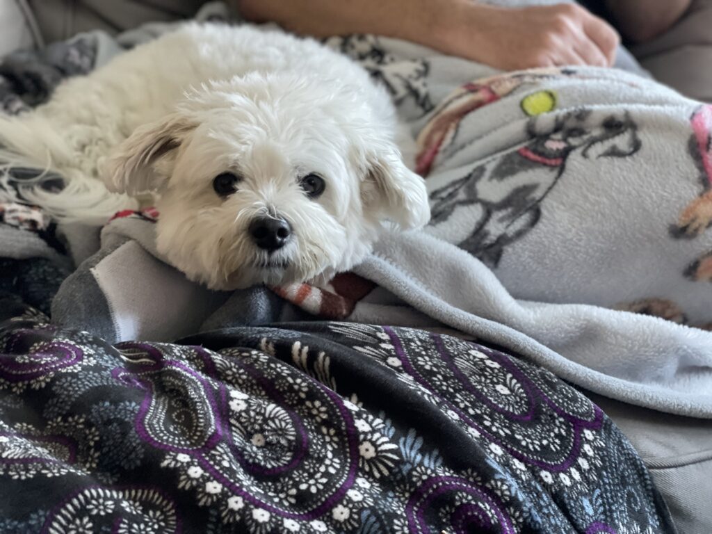 Your Dog Is Reading the Room