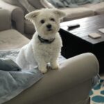 Your Dog Is Reading the Room