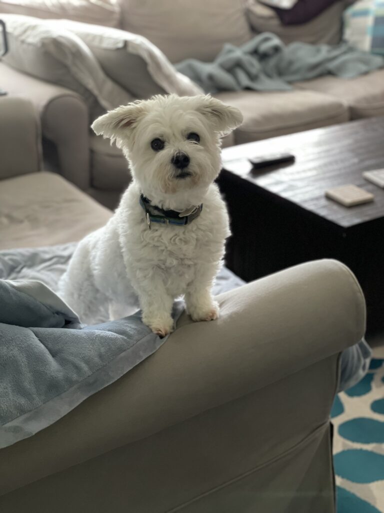 Your Dog Is Reading the Room