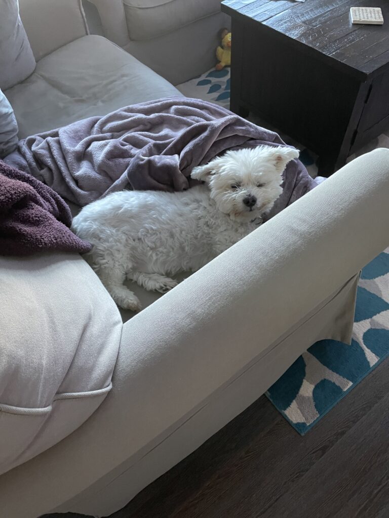 Your Dog Is Reading the Room