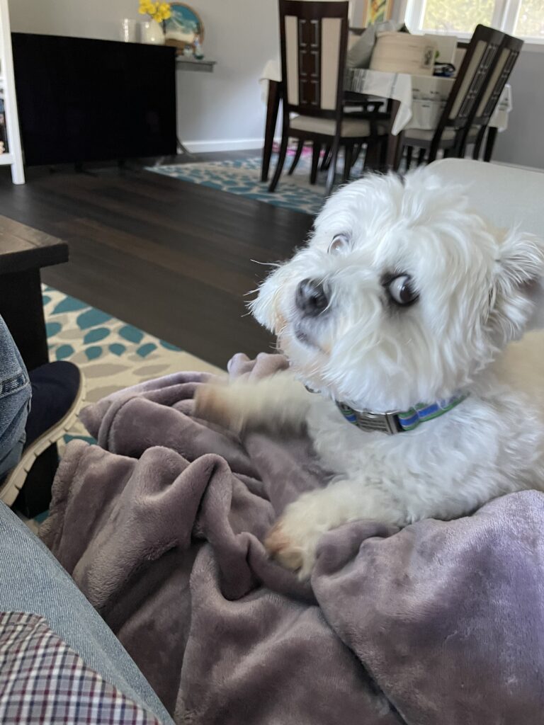 Your Dog Is Reading the Room