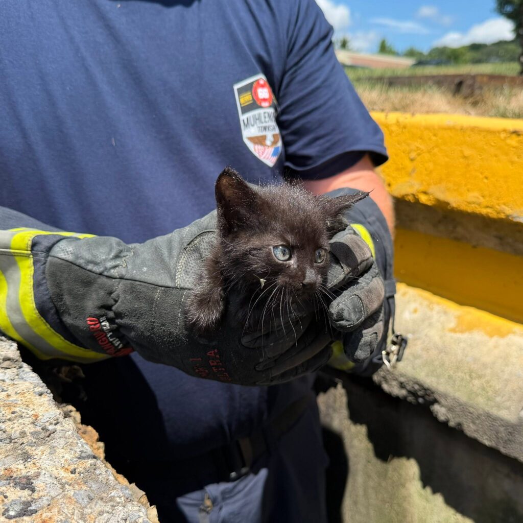 Muhlenberg Fire and Rescue workers and local government public works employees saved a kitten from a stormwater sewer this week.