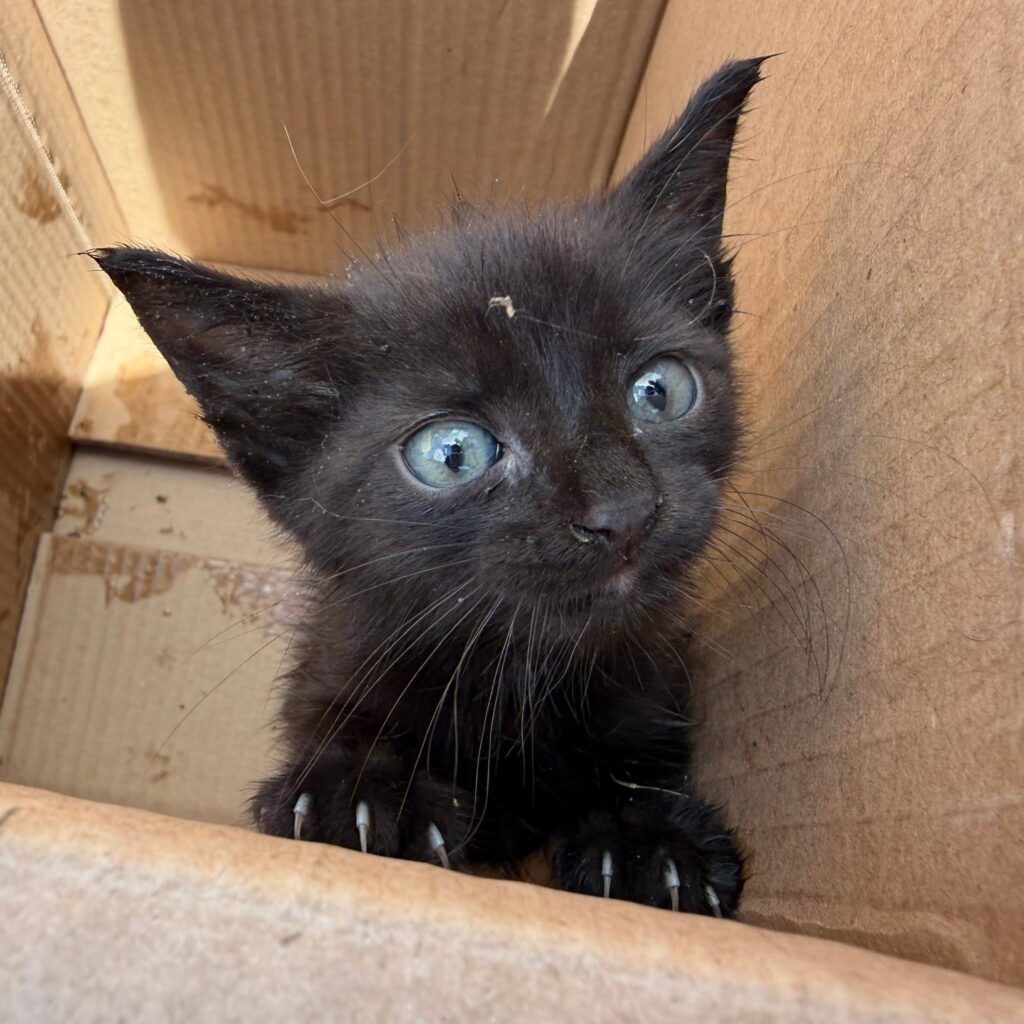 Muhlenberg Fire and Rescue workers and local government public works employees saved a kitten from a stormwater sewer this week.