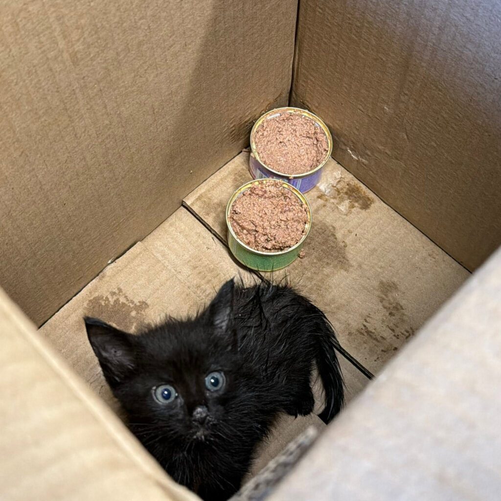 Muhlenberg Fire and Rescue workers and local government public works employees saved a kitten from a stormwater sewer this week.